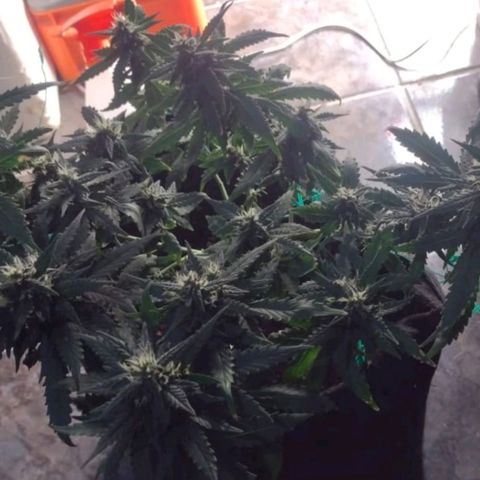 Cinderella 99 Auto  growlog timeline photo