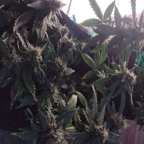 Cinderella 99 Auto  growlog timeline photo