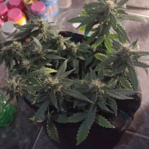 Canna Black Dragon Auto growlog timeline photo