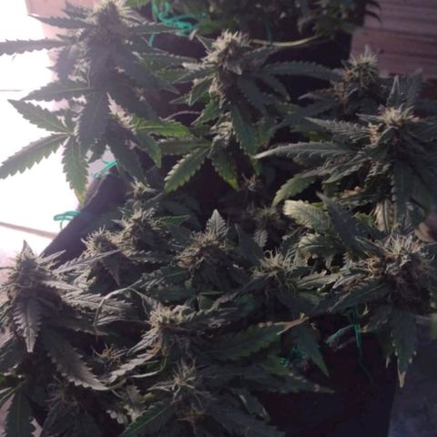 Canna Black Dragon Auto growlog timeline photo