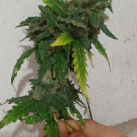 Canna Black Dragon Auto growlog timeline photo