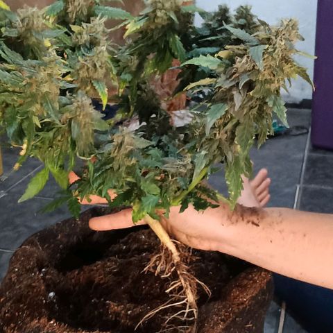 Canna Black Dragon Auto growlog timeline photo