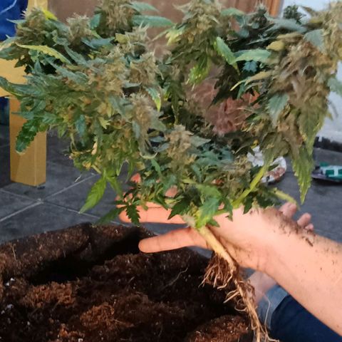 Canna Black Dragon Auto growlog timeline photo