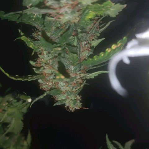 Canna Black Dragon Auto growlog timeline photo