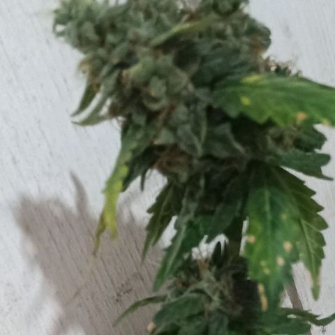 Canna Black Dragon Auto growlog timeline photo