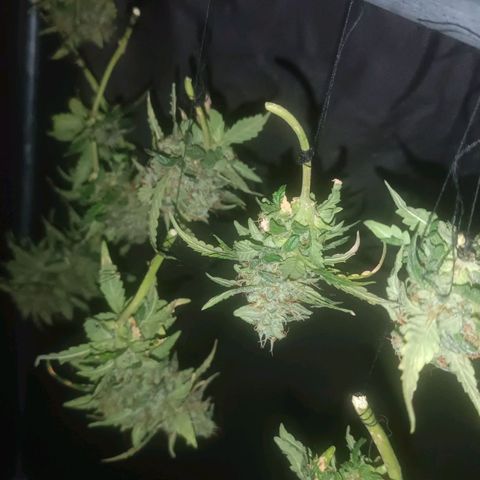 Canna Black Dragon Auto growlog timeline photo