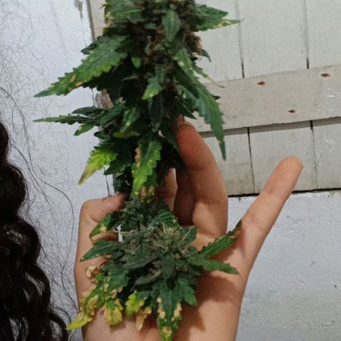 Canna Black Dragon Auto growlog timeline photo