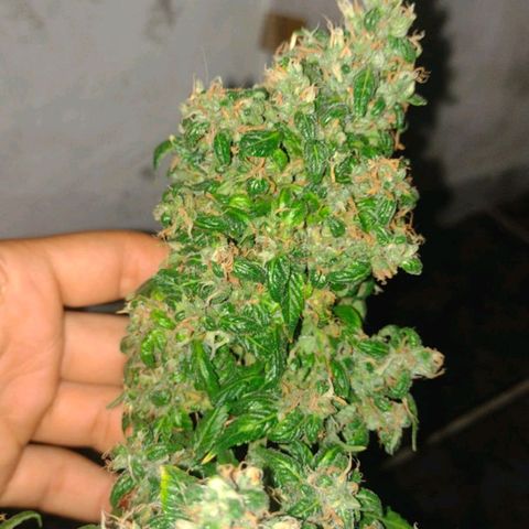 Cinderella 99 Auto  growlog timeline photo