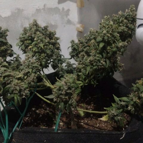 Cinderella 99 Auto  growlog timeline photo