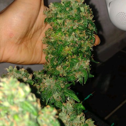 Cinderella 99 Auto  growlog timeline photo