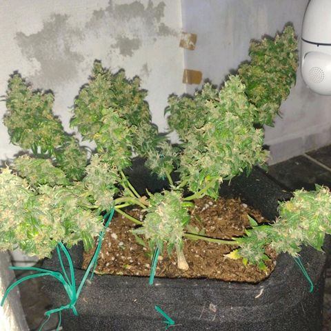 Cinderella 99 Auto  growlog timeline photo