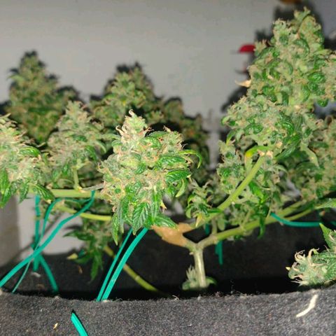 Cinderella 99 Auto  growlog timeline photo