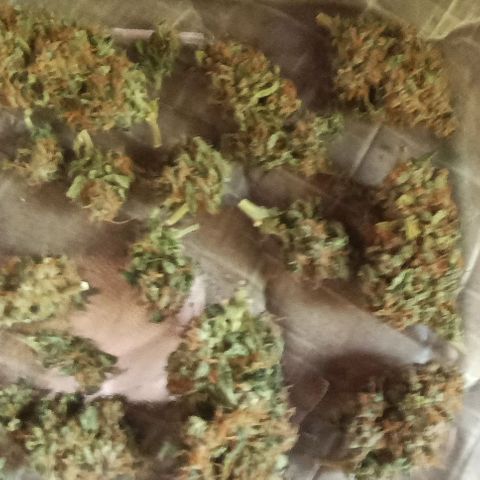 Canna Black Dragon Auto growlog photo: Hora da secagem