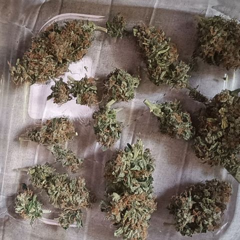 Canna Black Dragon Auto growlog photo: Hora da secagem
