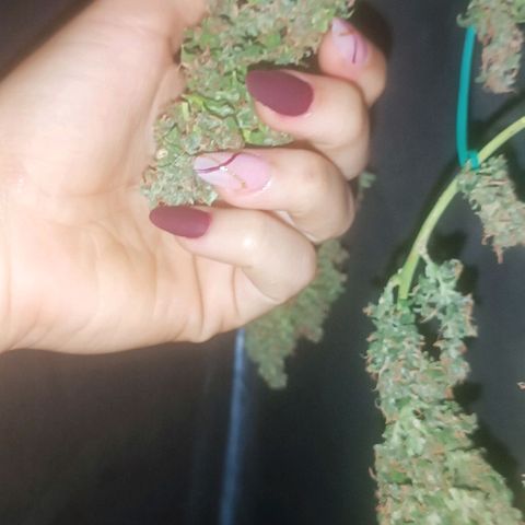 Cinderella 99 Auto  growlog timeline photo