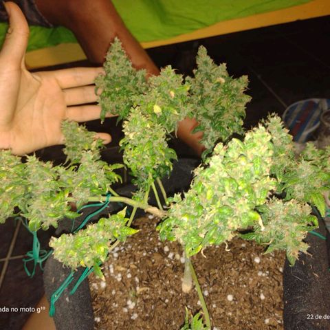 Cinderella 99 Auto  growlog timeline photo