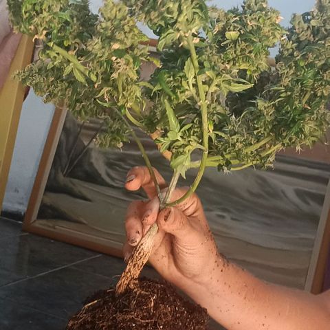 Cinderella 99 Auto  growlog timeline photo