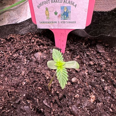Bigfoot Baked Alaska #7 - Green Tag growlog timeline photo