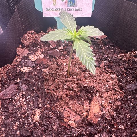 Bigfoot Baked Alaska #7 - Green Tag growlog timeline photo
