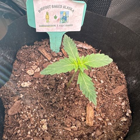 Bigfoot Baked Alaska #7 - Green Tag growlog timeline photo
