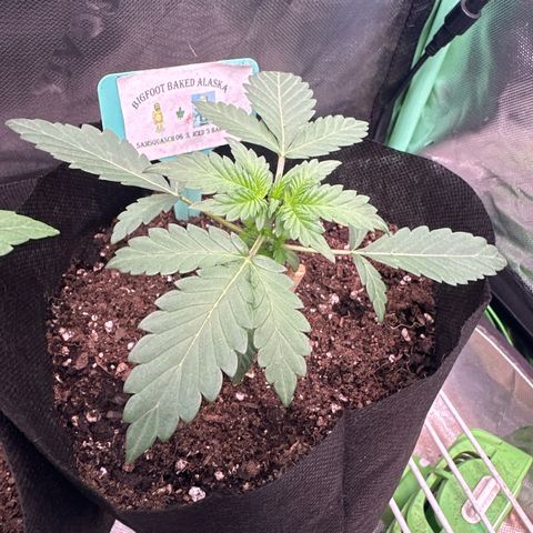 Bigfoot Baked Alaska #7 - Green Tag growlog timeline photo