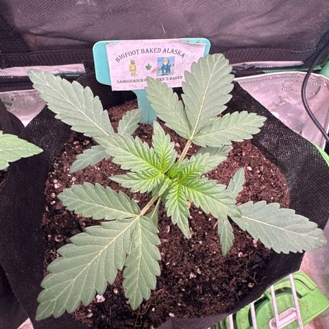 Bigfoot Baked Alaska #7 - Green Tag growlog timeline photo