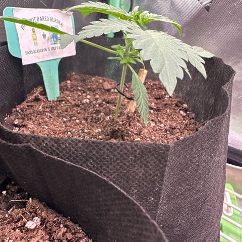 Bigfoot Baked Alaska #7 - Green Tag growlog timeline photo
