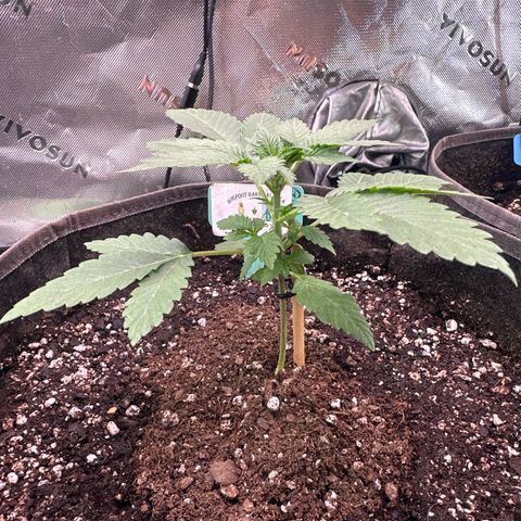 Bigfoot Baked Alaska #7 - Green Tag growlog timeline photo
