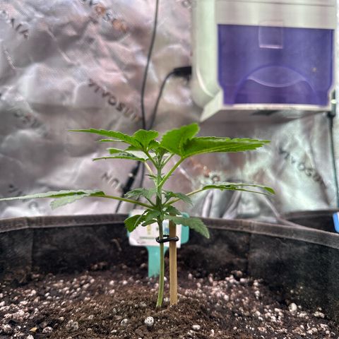 Bigfoot Baked Alaska #7 - Green Tag growlog timeline photo