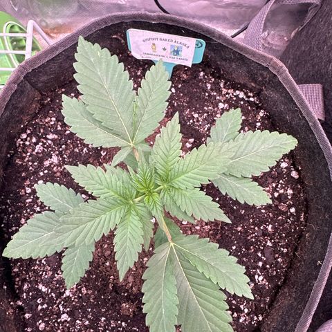 Bigfoot Baked Alaska #7 - Green Tag growlog timeline photo
