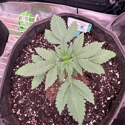 Bigfoot Baked Alaska #7 - Green Tag growlog timeline photo