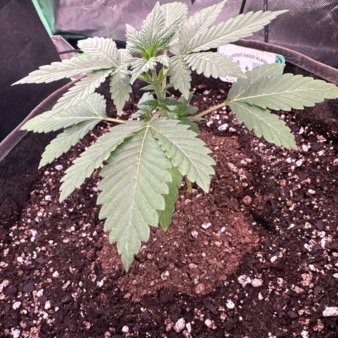 Bigfoot Baked Alaska #7 - Green Tag growlog timeline photo