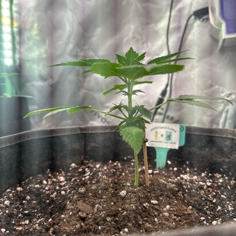 Bigfoot Baked Alaska #7 - Green Tag growlog timeline photo