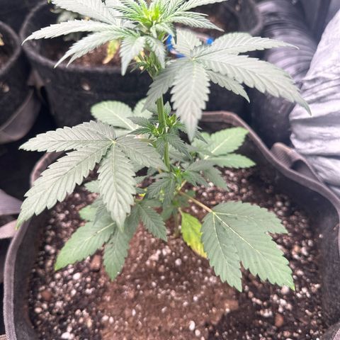 Bigfoot Baked Alaska #7 - Green Tag growlog timeline photo