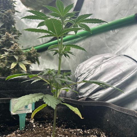 Bigfoot Baked Alaska #7 - Green Tag growlog timeline photo