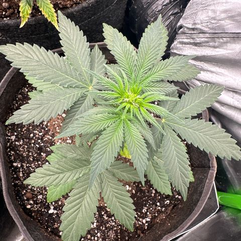 Bigfoot Baked Alaska #7 - Green Tag growlog timeline photo
