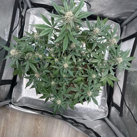 FB420BBauto growlog timeline photo