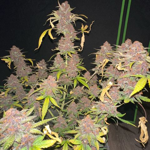 FB420BBauto growlog timeline photo