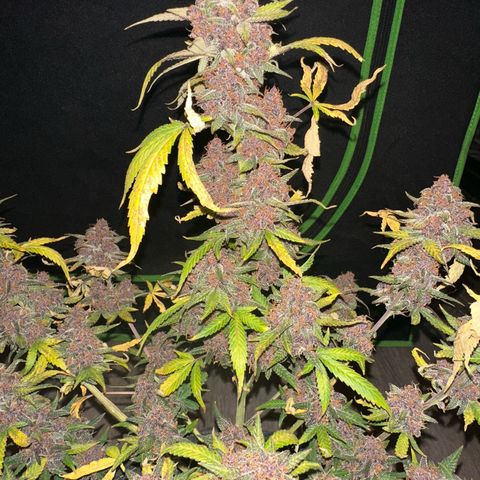 FB420BBauto growlog timeline photo