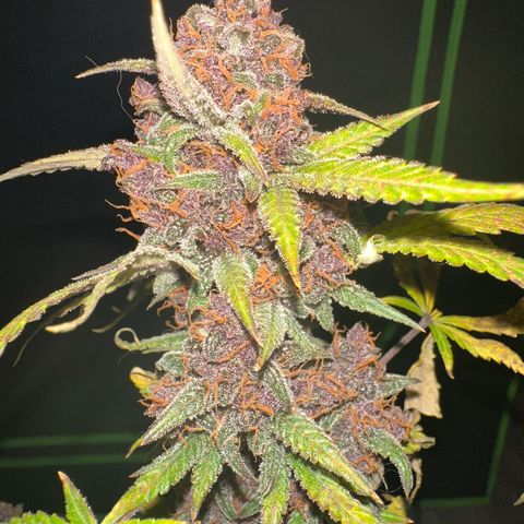 FB420BBauto growlog timeline photo