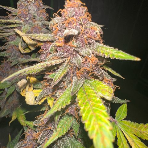 FB420BBauto growlog timeline photo