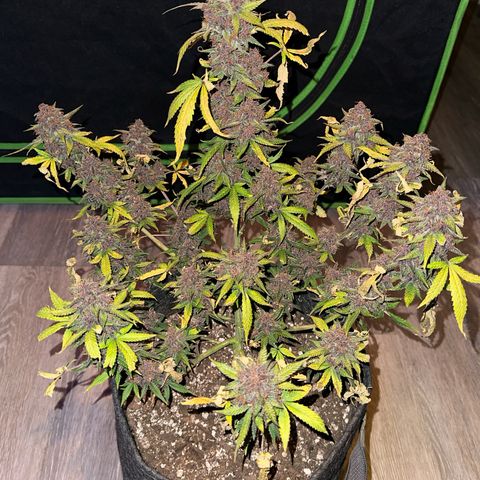 FB420BBauto growlog timeline photo