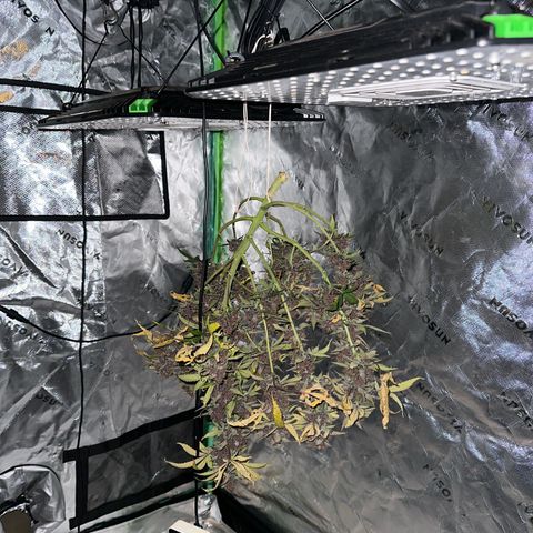 FB420BBauto growlog timeline photo