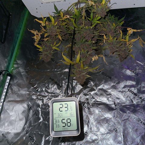 FB420BBauto growlog timeline photo