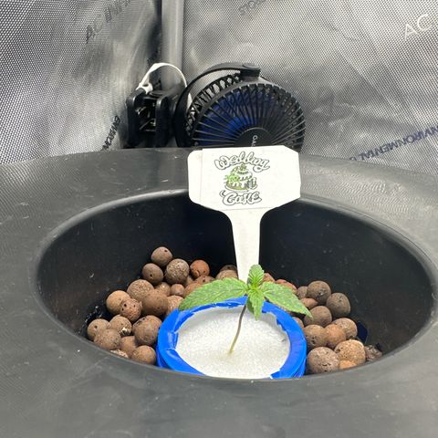 💒 Wedding 👩‍❤️‍💋‍👨 Cake 🎂  growlog photo: Transplanted 