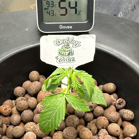 💒 Wedding 👩‍❤️‍💋‍👨 Cake 🎂  growlog photo: Changed water 