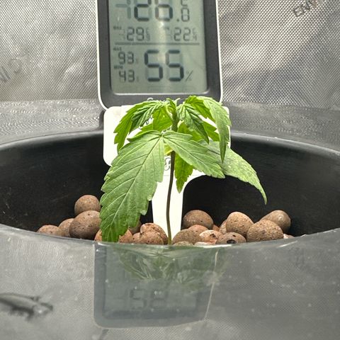 💒 Wedding 👩‍❤️‍💋‍👨 Cake 🎂  growlog photo: Changed water 