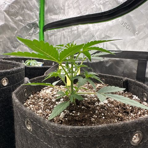 Trizzlerz 🍒 #2 growlog timeline photo