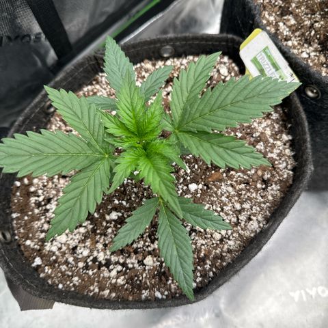 Trizzlerz 🍒 #1 growlog timeline photo