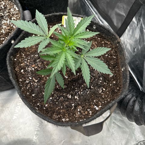 Trizzlerz 🍒 #2 growlog photo: Xplnted